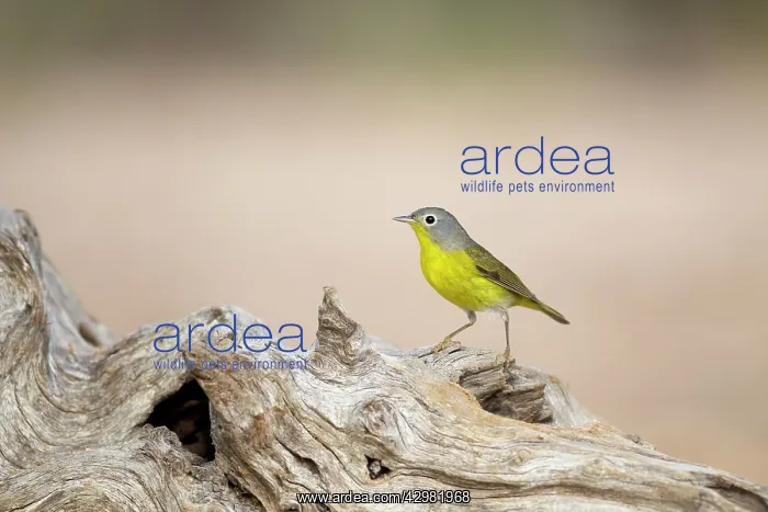 : Nashville Warbler : Nashville Warbler