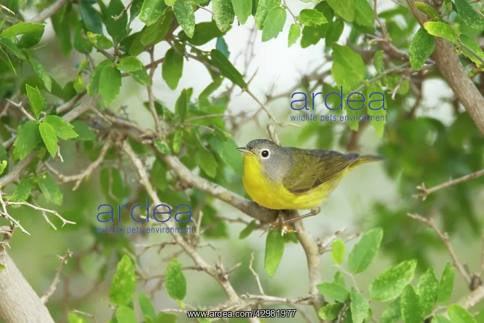 : Nashville Warbler : Nashville Warbler