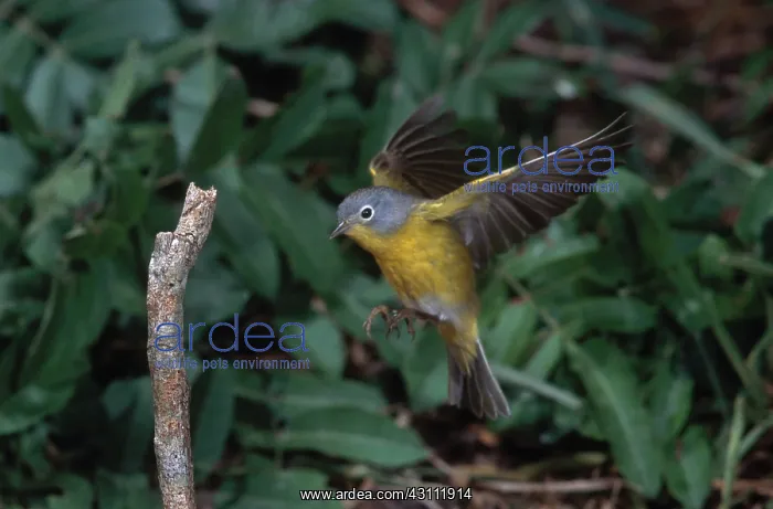 : Nashville Warbler : Nashville Warbler