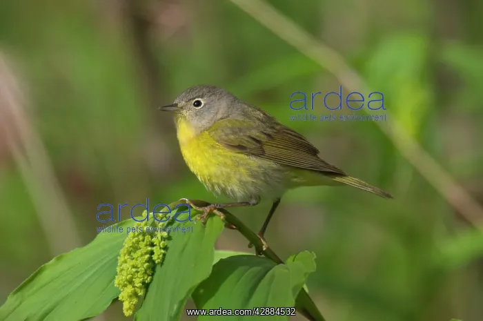  : Nashville Warbler - On what is likely a False Solomon's-seal
