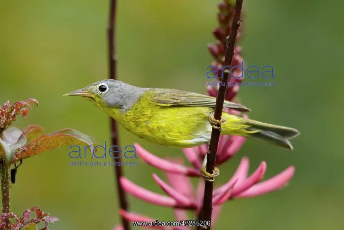 : Nashville Warbler - male on migration : Nashville Warbler - male on migration