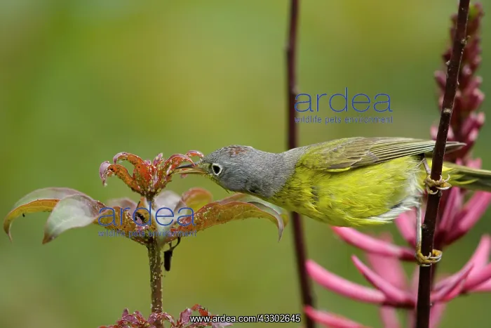 : Nashville Warbler - male on migration : Nashville Warbler - male on migration