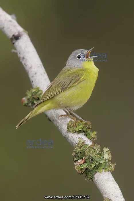 : Nashville Warbler - in spring plumage on breeding ground : Nashville Warbler - in spring plumage on breeding ground