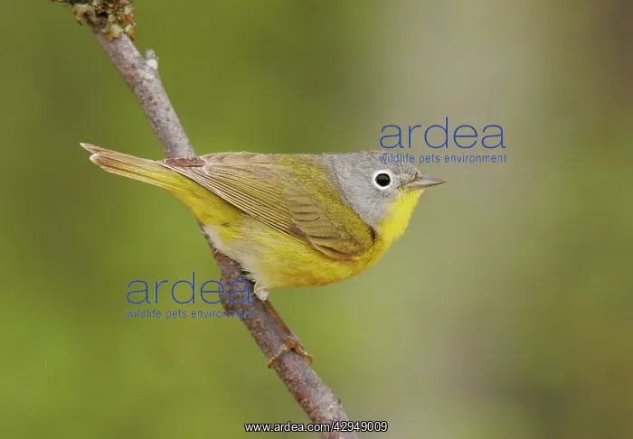 : Nashville Warbler - in spring plumage on breeding ground : Nashville Warbler - in spring plumage on breeding ground