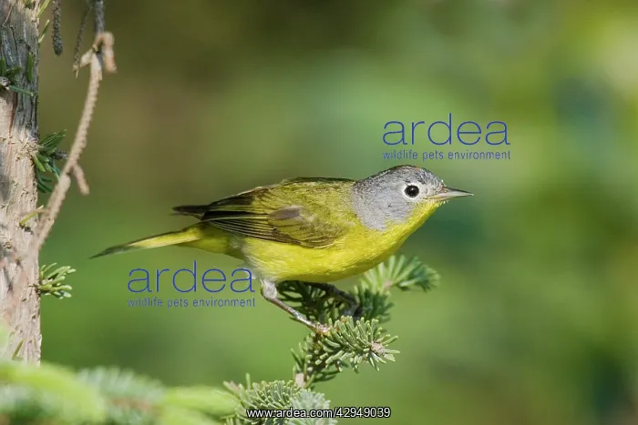 : Nashville Warbler - in spring plumage on breeding ground : Nashville Warbler - in spring plumage on breeding ground