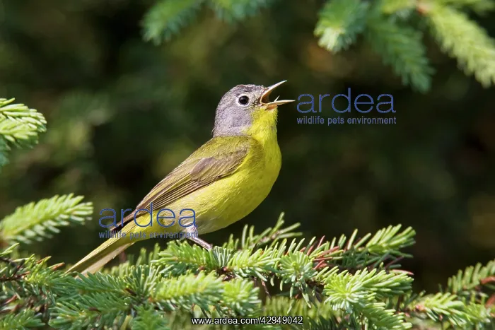  : Nashville Warbler - in spring plumage on breeding ground