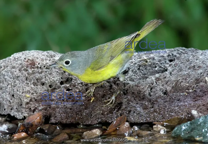 : Nashville Warbler (Vermivora ruficapilla) : Nashville Warbler (Vermivora ruficapilla)