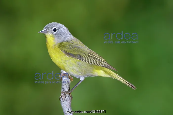 : Nashville Warbler (Vermivora ruficapilla) : Nashville Warbler (Vermivora ruficapilla)