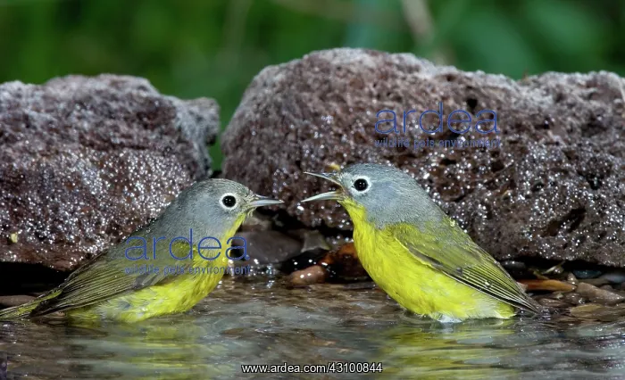: Nashville Warblers (Vermivora ruficapilla) : Nashville Warblers (Vermivora ruficapilla)