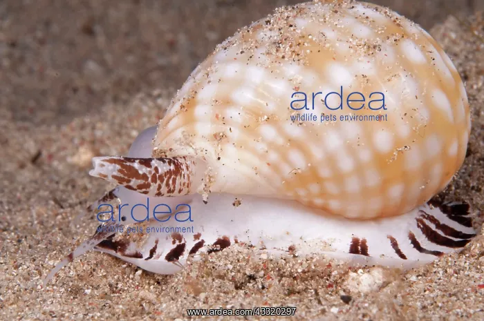  : Nassa Mud Snail