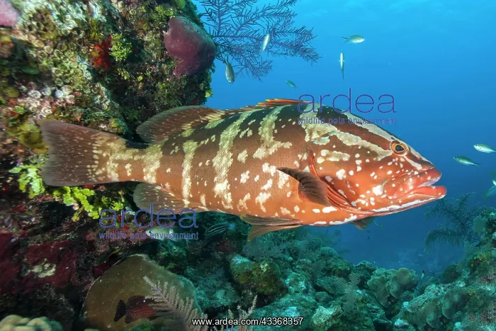 : Nassau grouper (Epinephelus striatus), gardens of : Nassau grouper (Epinephelus striatus), gardens of