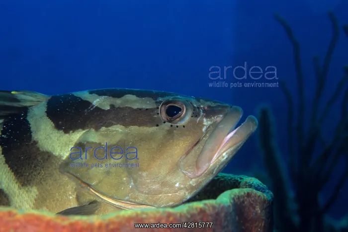 : Nassau grouper Epinephelus striatus Isla de la Juventud Cuba : Nassau grouper Epinephelus striatus Isla de la Juventud Cuba