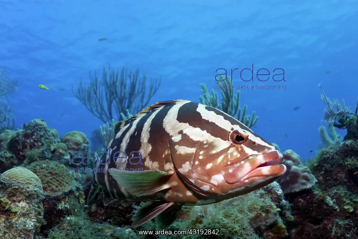 : Nassau grouper (Epinephelus striatus) swimming over : Nassau grouper (Epinephelus striatus) swimming over