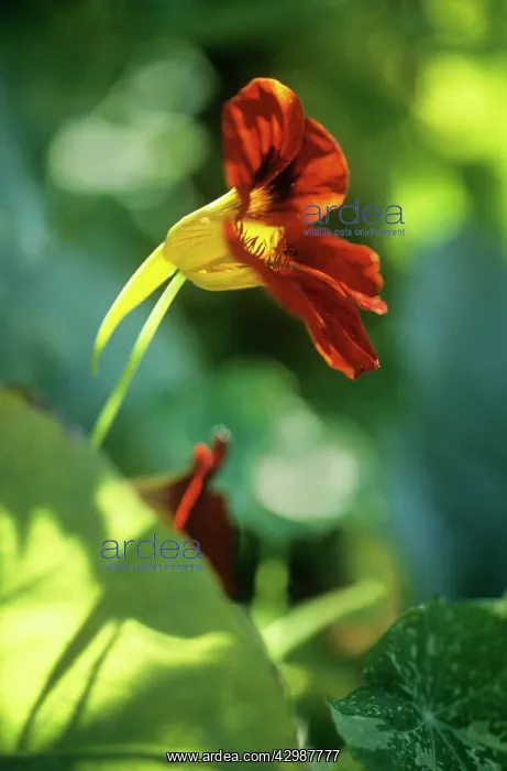 : Nasturtium : Nasturtium
