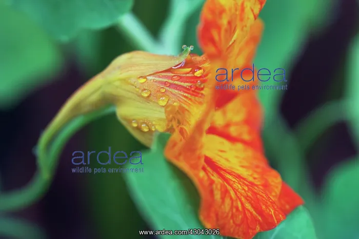 : Nasturtium : Nasturtium