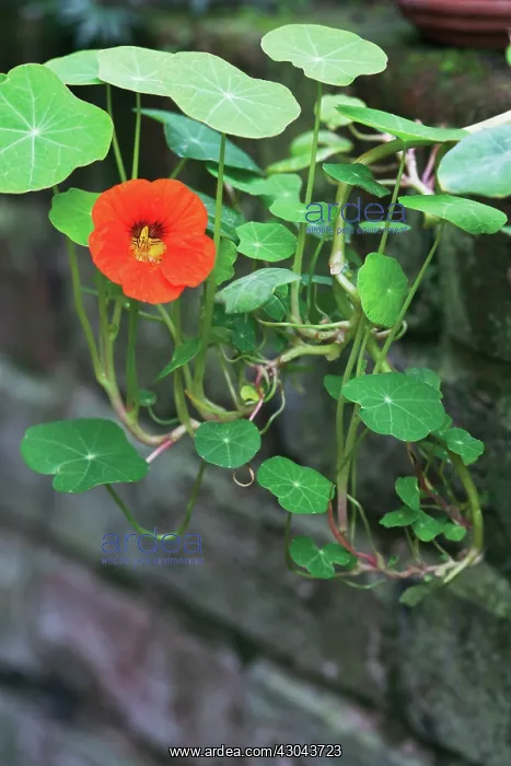 : Nasturtium : Nasturtium
