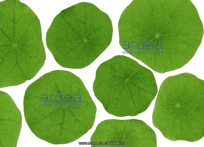 : Nasturtium : Nasturtium