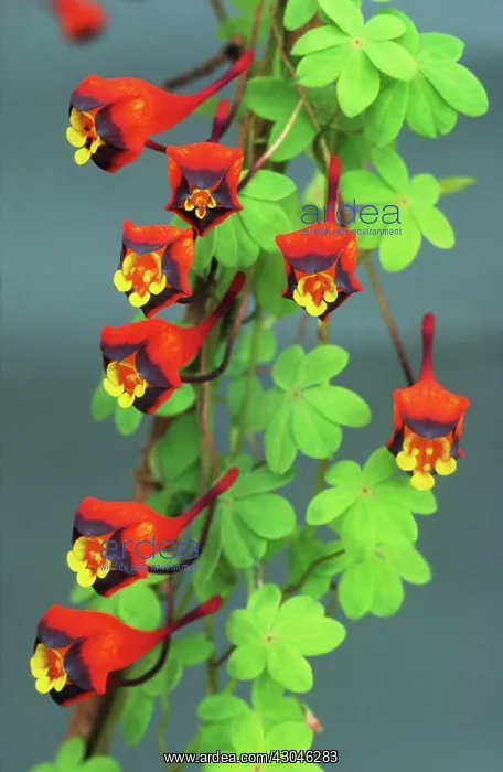  : Nasturtium