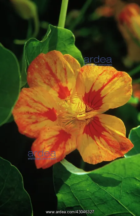 : Nasturtium : Nasturtium