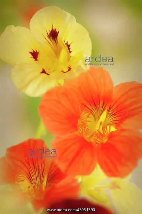 : Nasturtium : Nasturtium