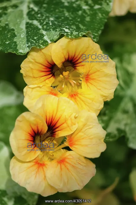 : Nasturtium : Nasturtium
