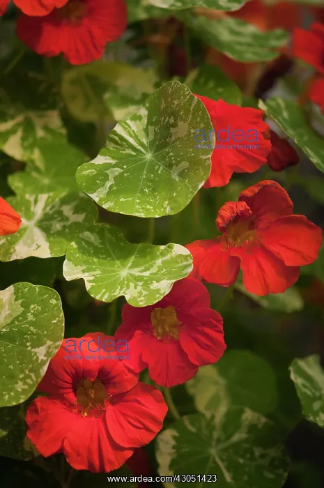 : Nasturtium : Nasturtium