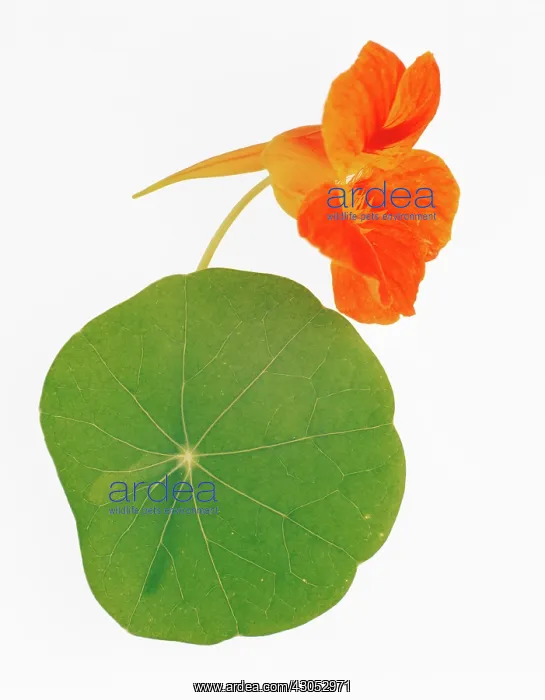  : Nasturtium