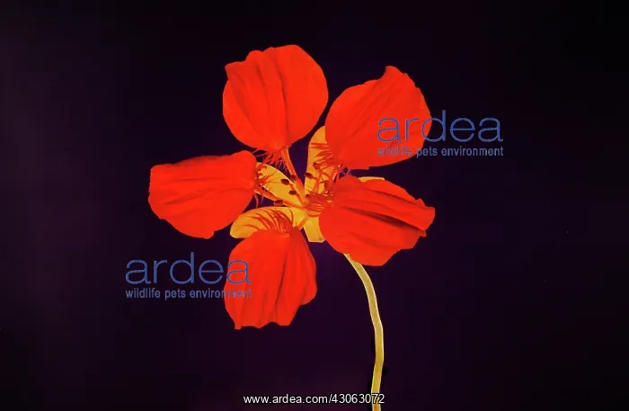 : Nasturtium : Nasturtium