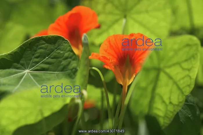  : Nasturtium