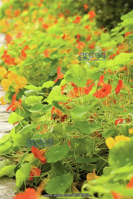 : Nasturtium : Nasturtium