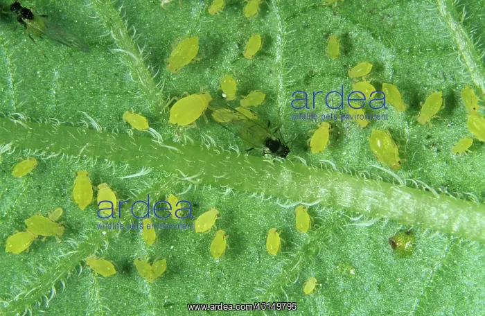 : Nasturtium aphid : Nasturtium aphid