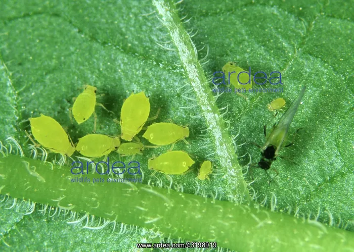 : Nasturtium aphid : Nasturtium aphid