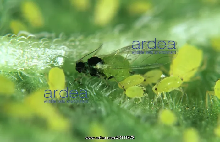 : Nasturtium aphids : Nasturtium aphids