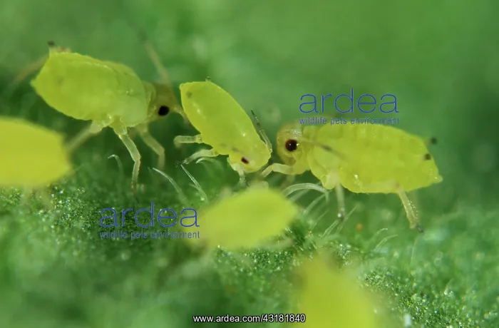 : Nasturtium aphids : Nasturtium aphids