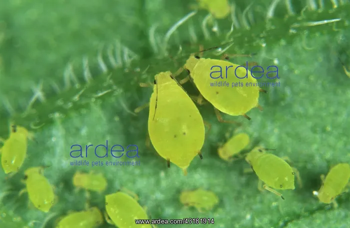 : Nasturtium aphids : Nasturtium aphids