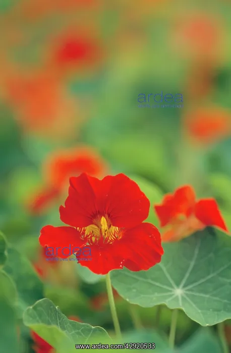 : Nasturtium Flower : Nasturtium Flower