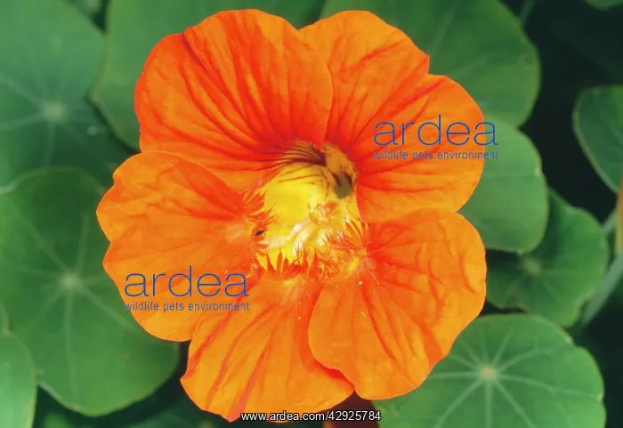 : Nasturtium Flower : Nasturtium Flower