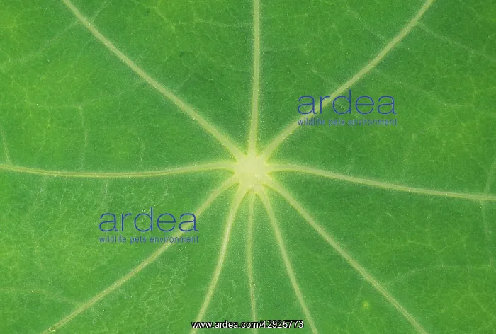  : Nasturtium Leaf - in close-up