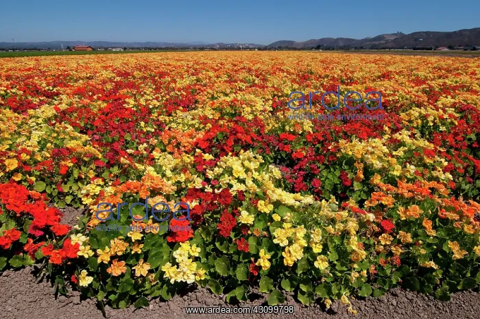 : Nasturtium Seed Crop : Nasturtium Seed Crop