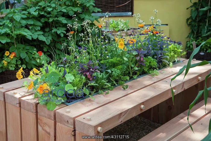 : Nasturtium, Tropaeolum majus Alaska Salmon orange : Nasturtium, Tropaeolum majus Alaska Salmon orange