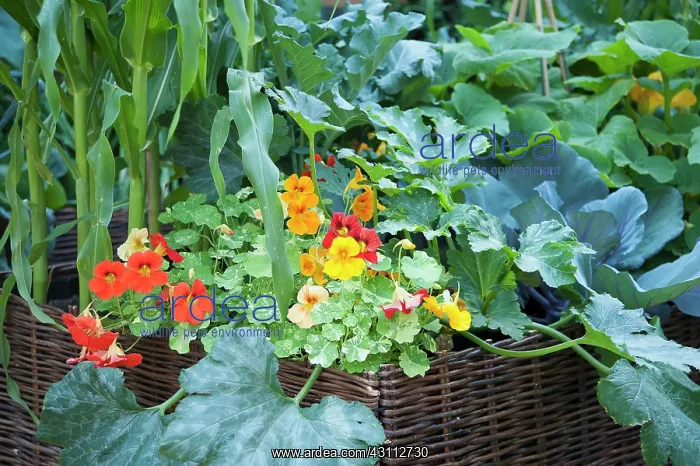 : Nasturtium, Tropaeolum majus Alaska Salmon orange : Nasturtium, Tropaeolum majus Alaska Salmon orange