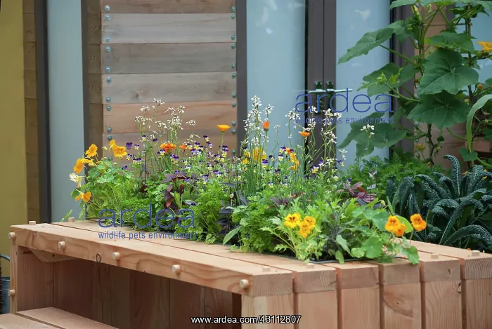 : Nasturtium, Tropaeolum majus Alaska Salmon orange : Nasturtium, Tropaeolum majus Alaska Salmon orange