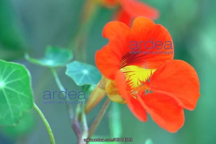 : Nasturtium, Tropaeolum majus Trailing Mixed, Close : Nasturtium, Tropaeolum majus Trailing Mixed, Close