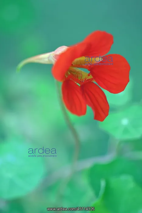 : Nasturtium, Tropaeolum majus Trailing Mixed, Close : Nasturtium, Tropaeolum majus Trailing Mixed, Close