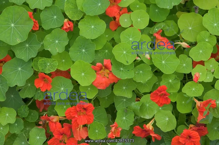  : Nasturtiums - close-up