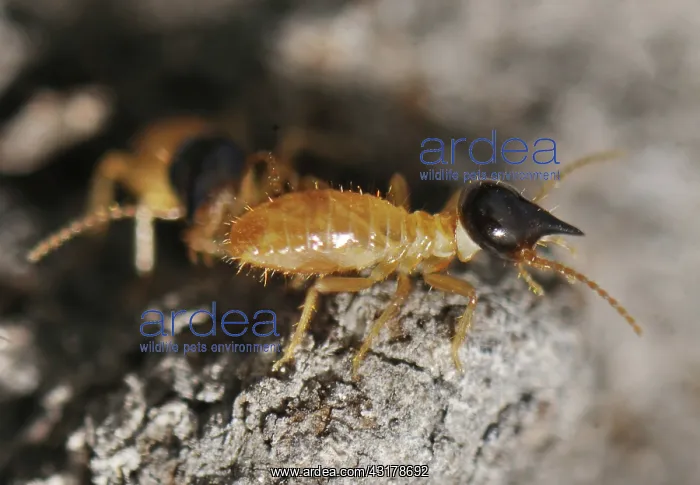 : Nasutitermes Termites : Nasutitermes Termites