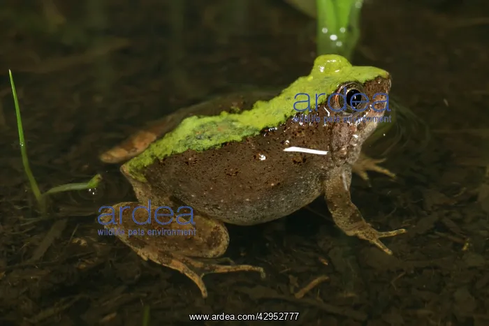 : Natal Dwarf Puddle Frog - adult male in water : Natal Dwarf Puddle Frog - adult male in water