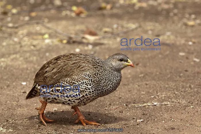 : Natal Francolin - walking : Natal Francolin - walking