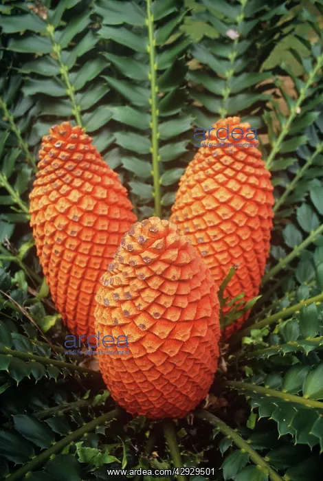 : Natal Giant Cycad - cones : Natal Giant Cycad - cones