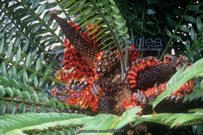 : Natal Giant CYCAD - With mature fruit. They are gymnosperms : Natal Giant CYCAD - With mature fruit. They are gymnosperms